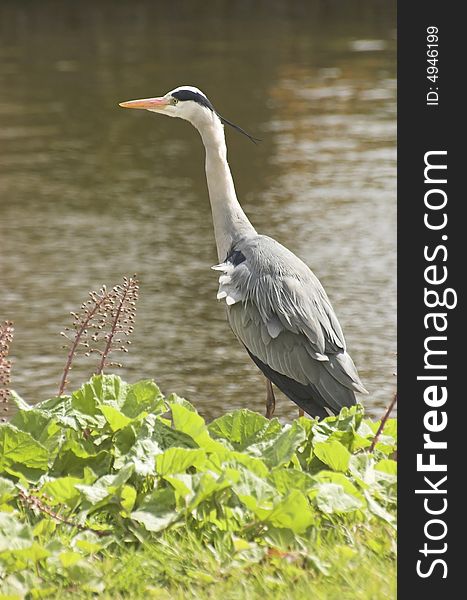 Grey heron standing at the edge of a Dutch canal