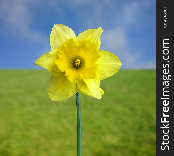 Yellow jonquil to the green meadow