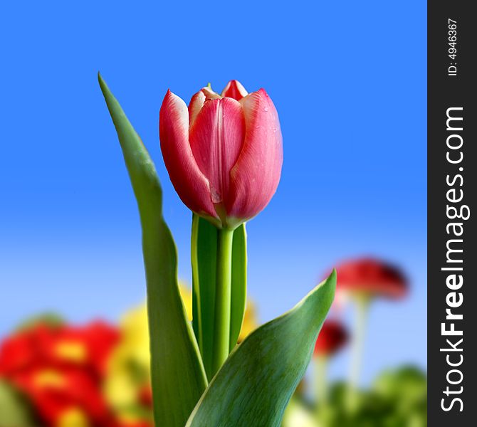 Red tulip relating to the meadow