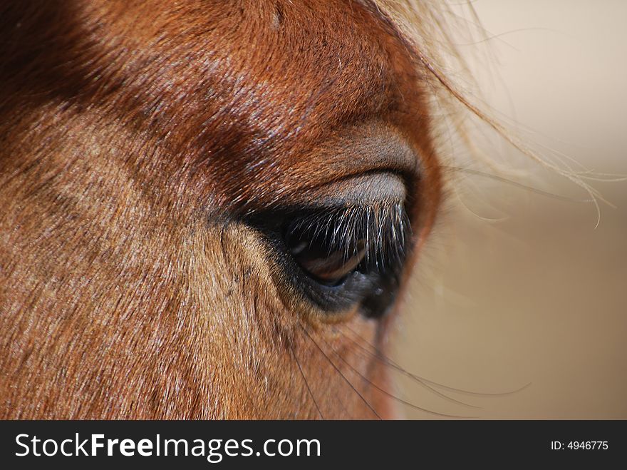 Beautiful eye and eyelash horses and clever view