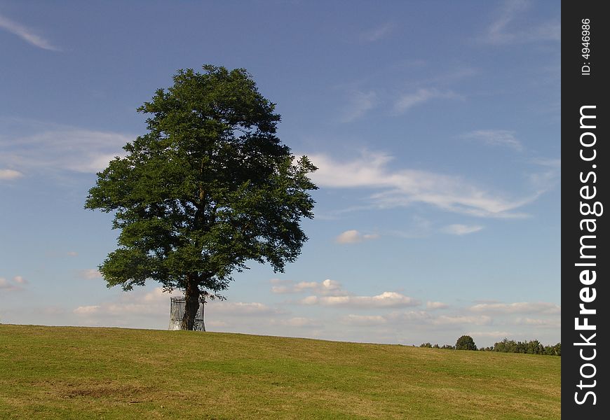 Lonely tree at the field