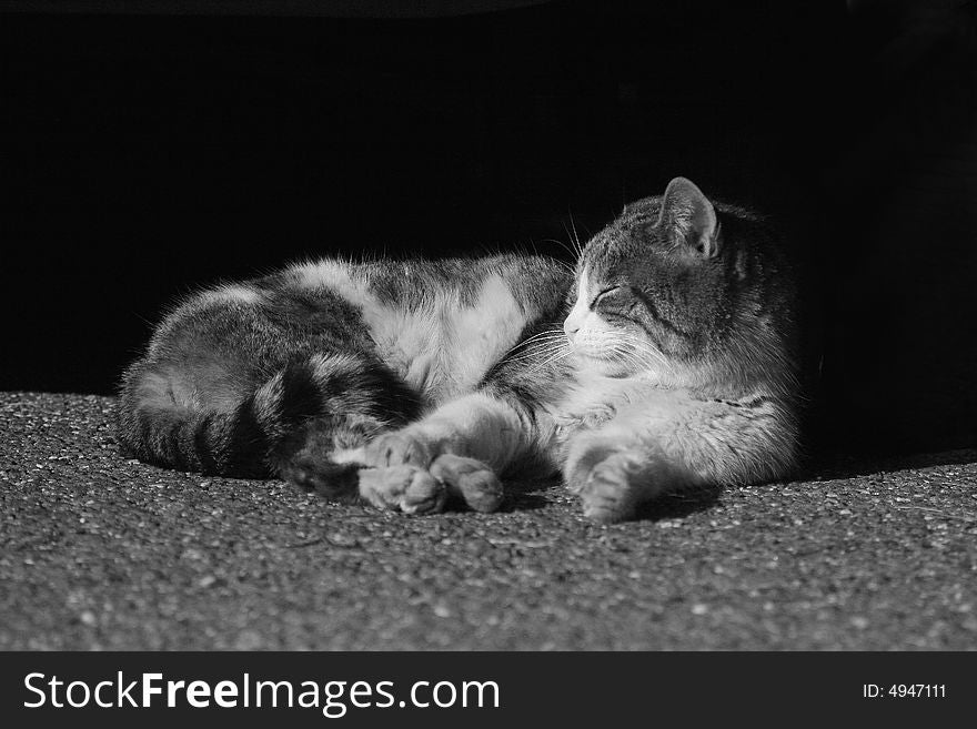 A cat rest under sun. A cat rest under sun