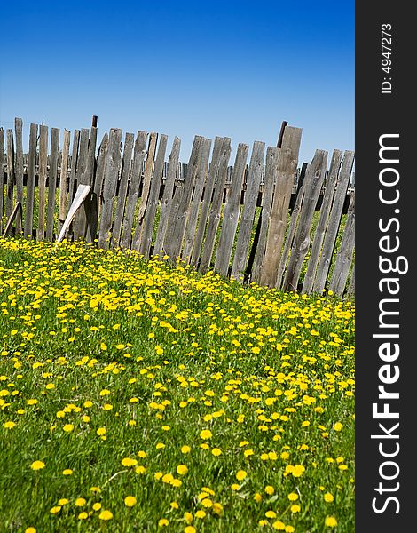The old rural fence made of wooden boards stands on a green grass with set of yellow dandelions. The old rural fence made of wooden boards stands on a green grass with set of yellow dandelions