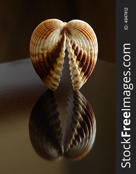A close up photo of seashell. A close up photo of seashell