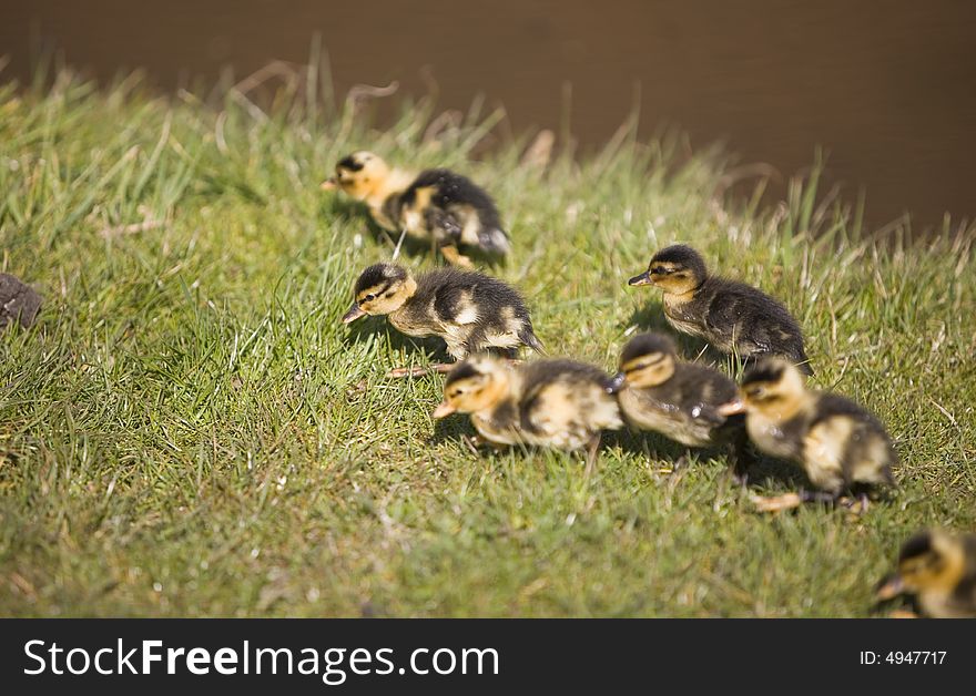 Cute little ducks running on the grass. Cute little ducks running on the grass