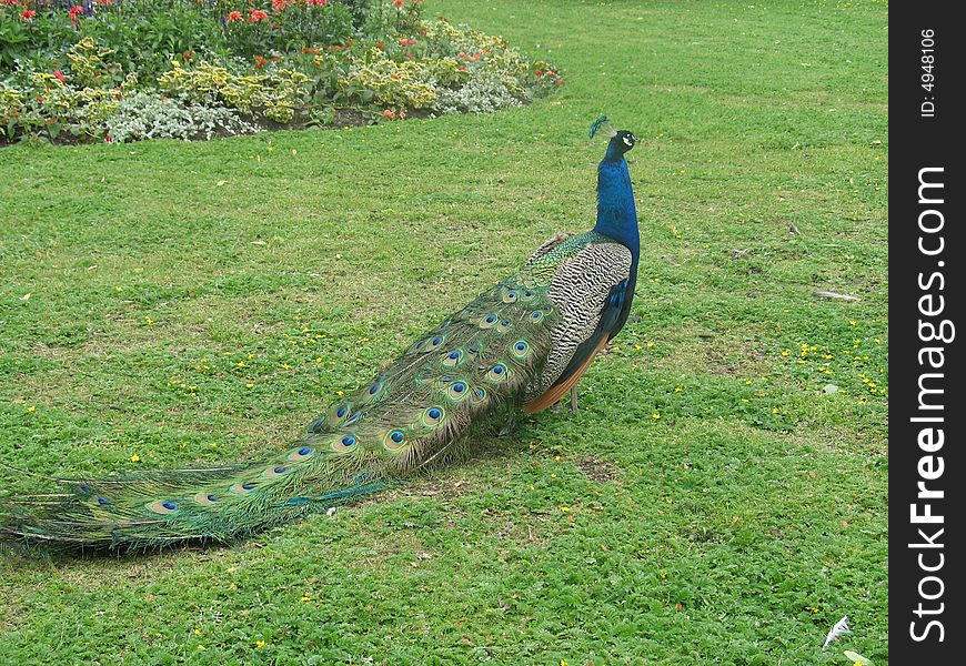 The peacock in Helsinki ZOO