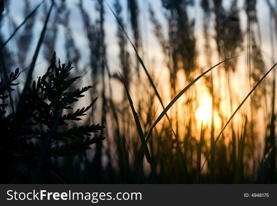 Field at sunset