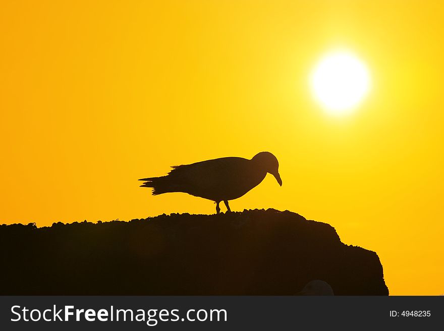 Seagull shadow on a cliff at sunset. Seagull shadow on a cliff at sunset