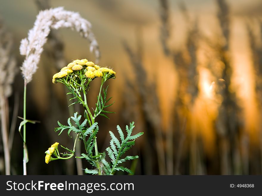 Tansy plant at summer sunset. Tansy plant at summer sunset.