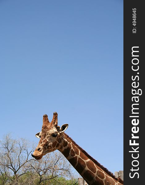 A giraffe checking out the tree tops for food