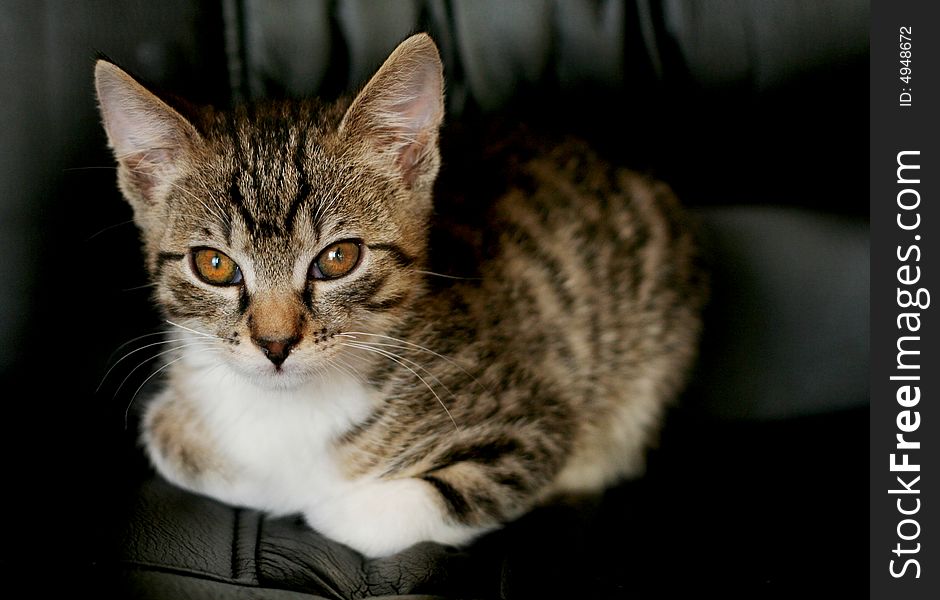 Cat Looking From Below