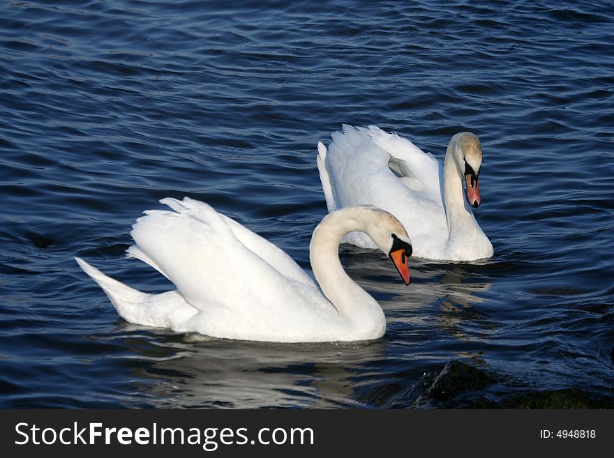 Graceful couple of white swans