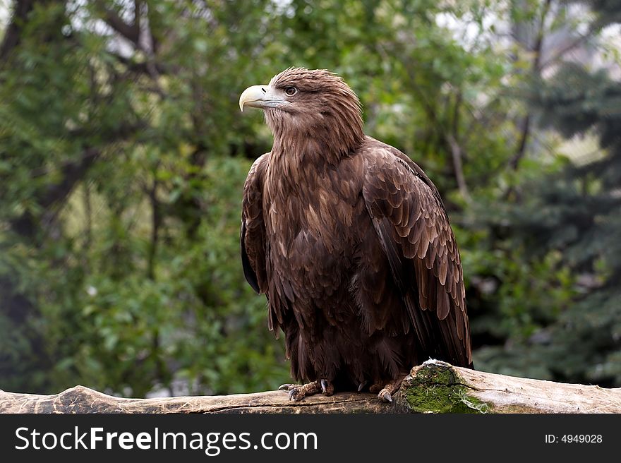 Eagle on a green trees background