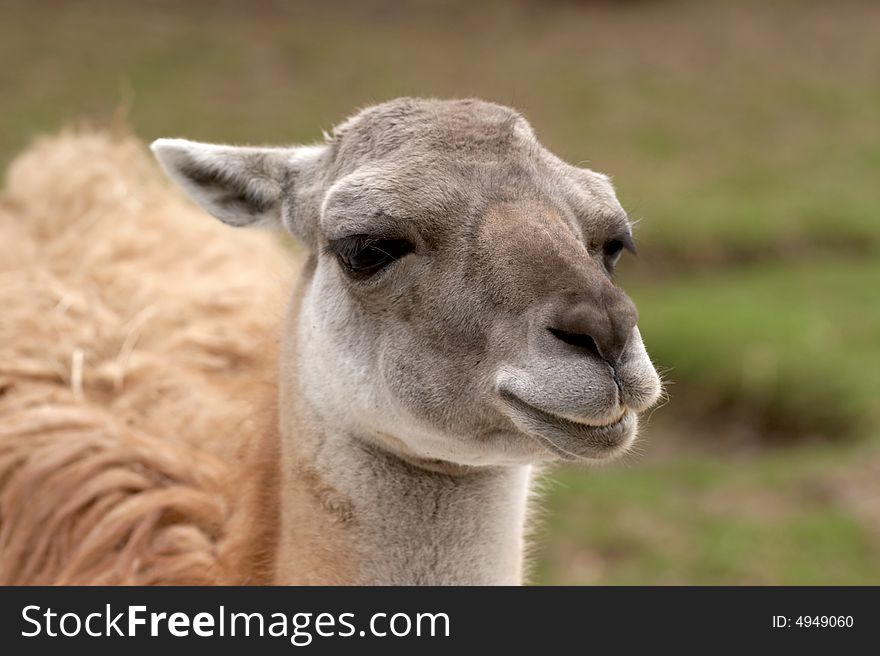 Head of the llama