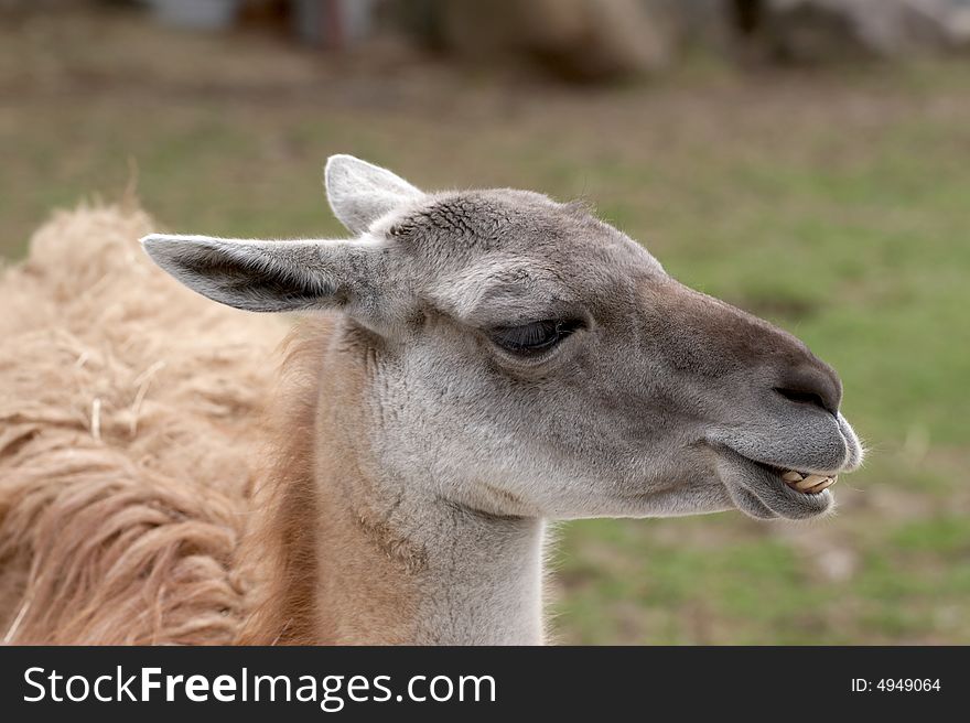 Head of the llama on a natural background