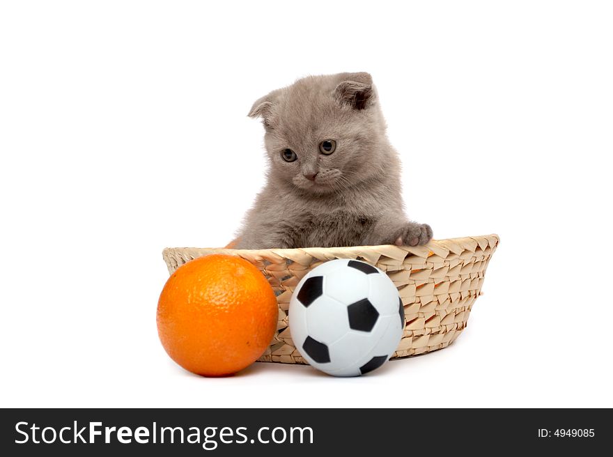 The Scottish Fold kitten sits in basket  with a ball and an orange