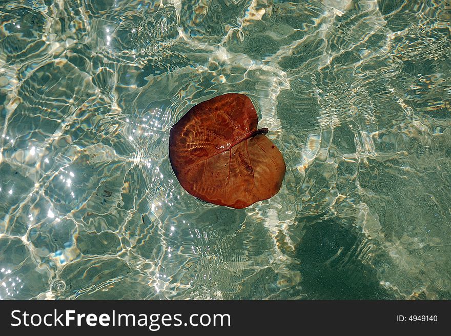 A bot leaf in the water