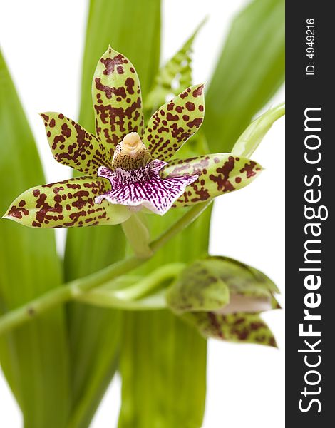 Blooming orchid with cute tiger-striped flowers.