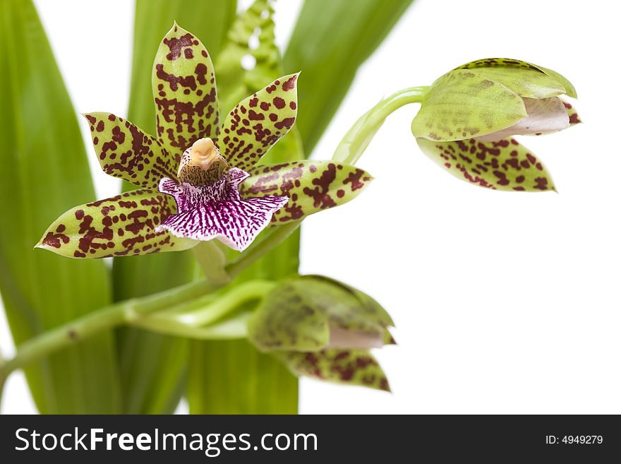 Blooming orchid with cute tiger-striped flowers.