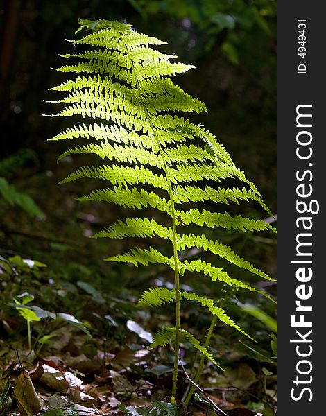 Fern In The Nature