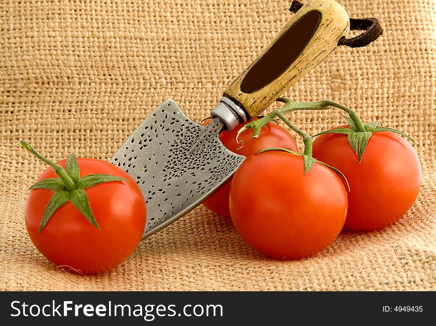 Red cherry tomatoes on a canvas. Red cherry tomatoes on a canvas