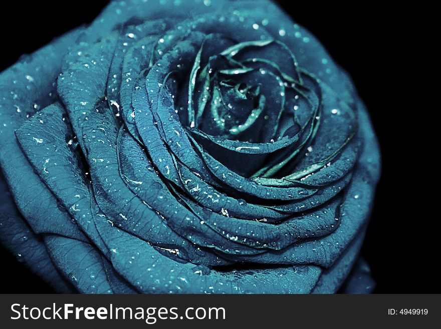 An image of a blue rose with raindrops