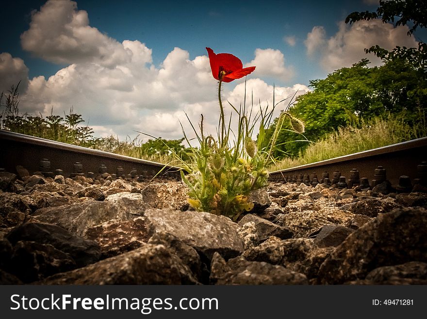 A poppy between train rails