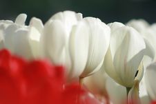 Petals Royalty Free Stock Photo Petals Royalty Free Stock Photo