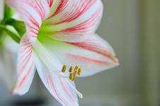 Fresh Beautiful Red Lily Flower Royalty Free Stock Images