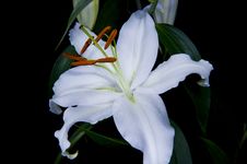Fully Open White Lilly Royalty Free Stock Image