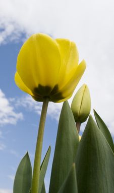 Tulip Stock Photos Tulip Stock Photos