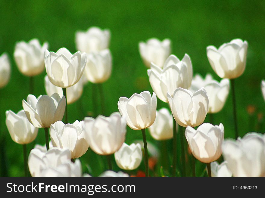 Many many colored tulips here