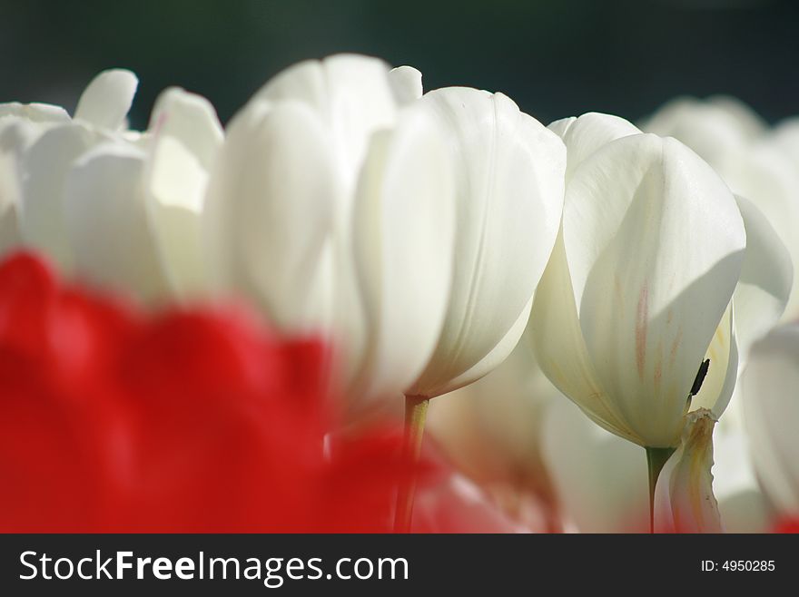 Many many colored tulips here. Many many colored tulips here