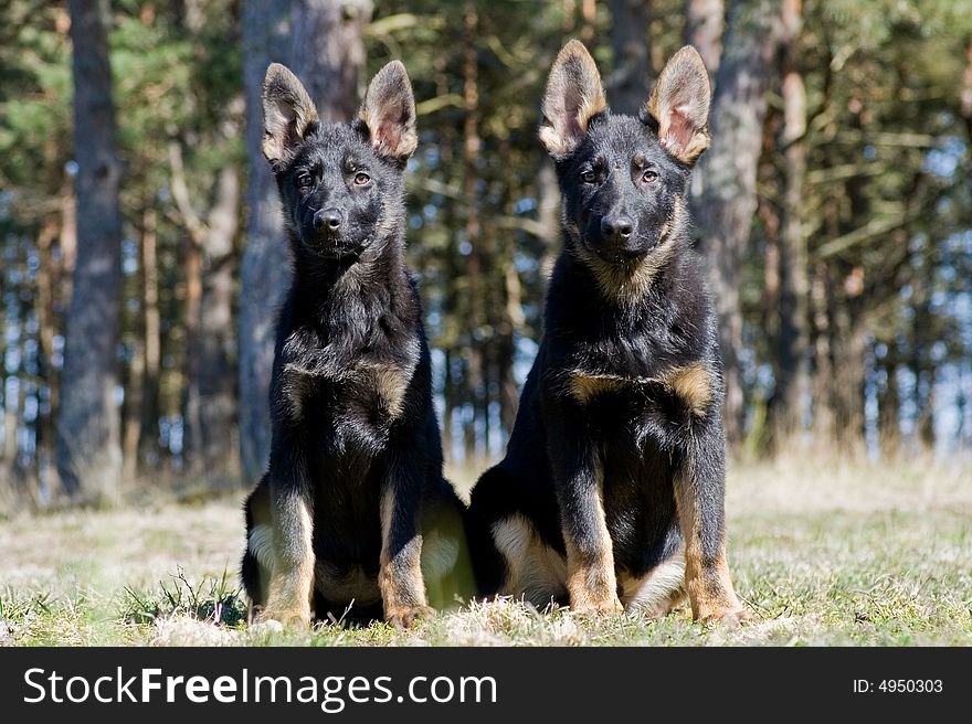 Two Germany Sheep-dogs on the grass. Two Germany Sheep-dogs on the grass