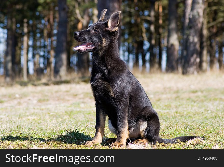 Young black Germany sheep-dog sitting on the grass