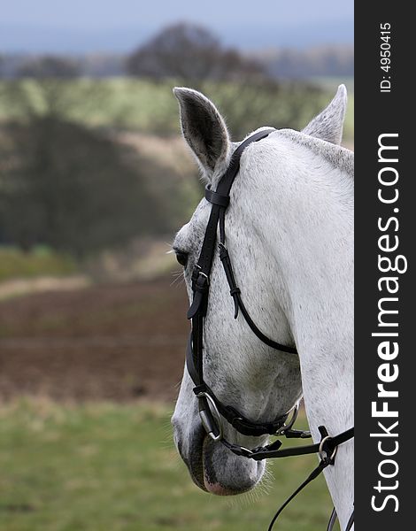 Handsome grey horse head with shallow depth of field