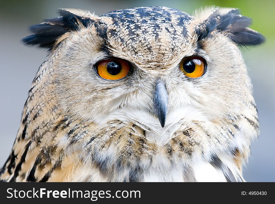 Close up of an eagle owl