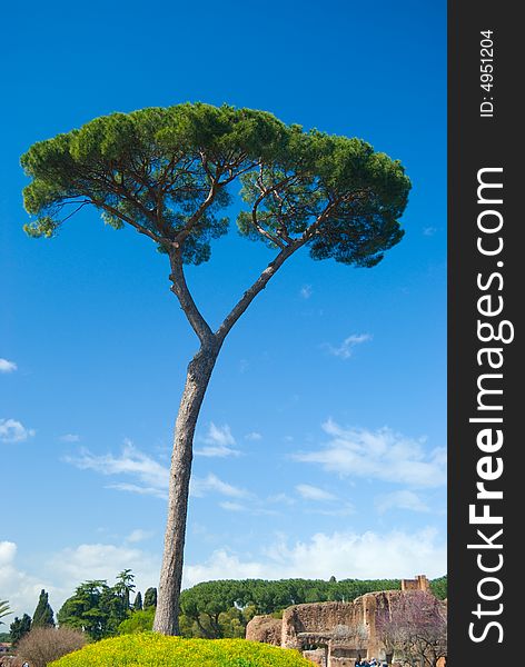 Portrait photo of a tree standing in on a hill of yellow flowers in clear blue sky amongst runins of of ancient Rome. Portrait photo of a tree standing in on a hill of yellow flowers in clear blue sky amongst runins of of ancient Rome