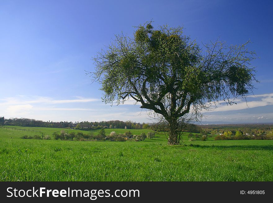 A landscape with green grass and a tree. A landscape with green grass and a tree
