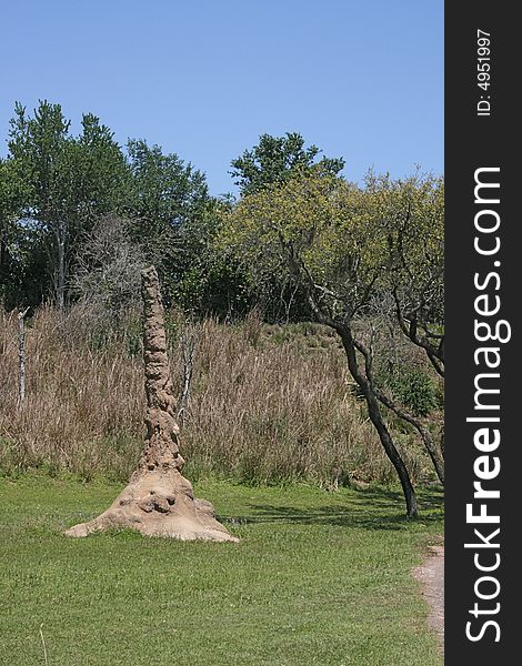 Termite mound in Orlando Florida. These serve as nests for the entire colony and extend below the ground.