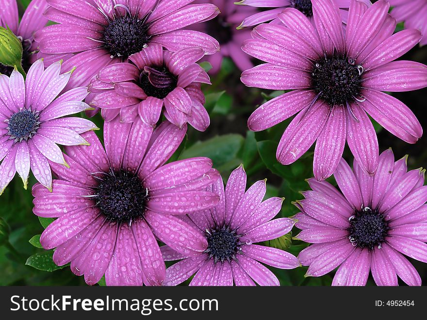 Pink Chrysanthemum Flower