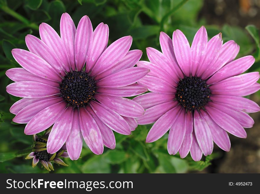 Close up shot of pink chrysanthemum flower