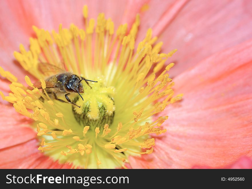 Close up shot of red flower with a bee. Close up shot of red flower with a bee