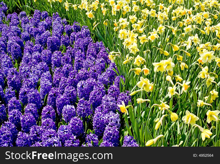 Garden Full of Hyacinths and Daffodils Together