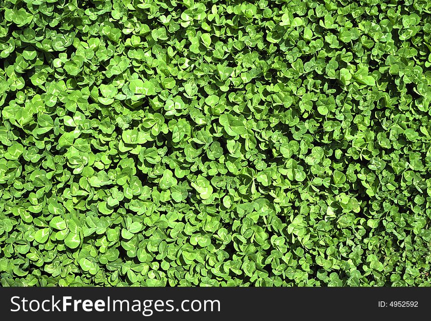 Background of green clover leaves. Background of green clover leaves