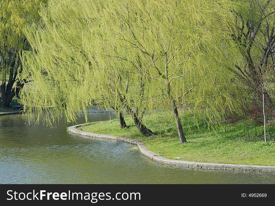 Green trees in the park beside the river