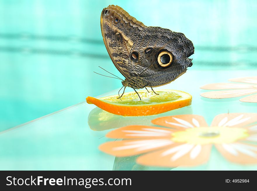 Close up live butterfly and orange