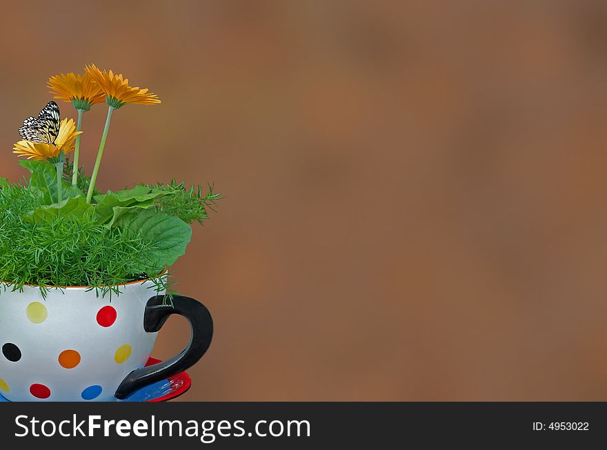 Butterfly on a gerbera daisy in a tea cup planter. Butterfly on a gerbera daisy in a tea cup planter.