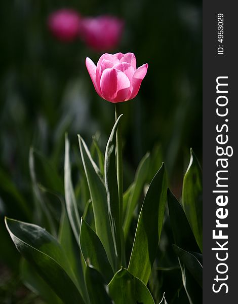Pink tulips blooming early in spring