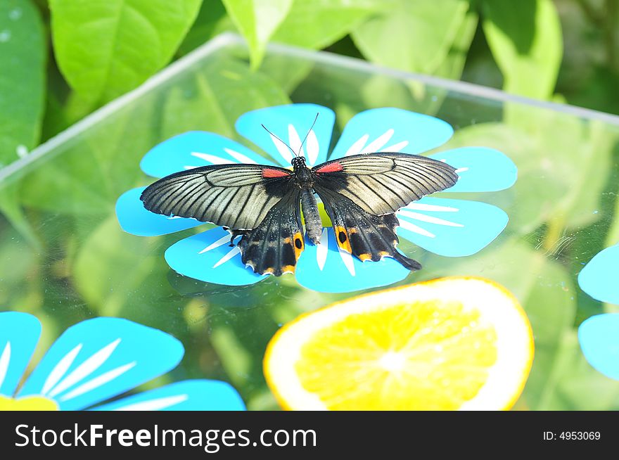 Close up live butterfly and orange